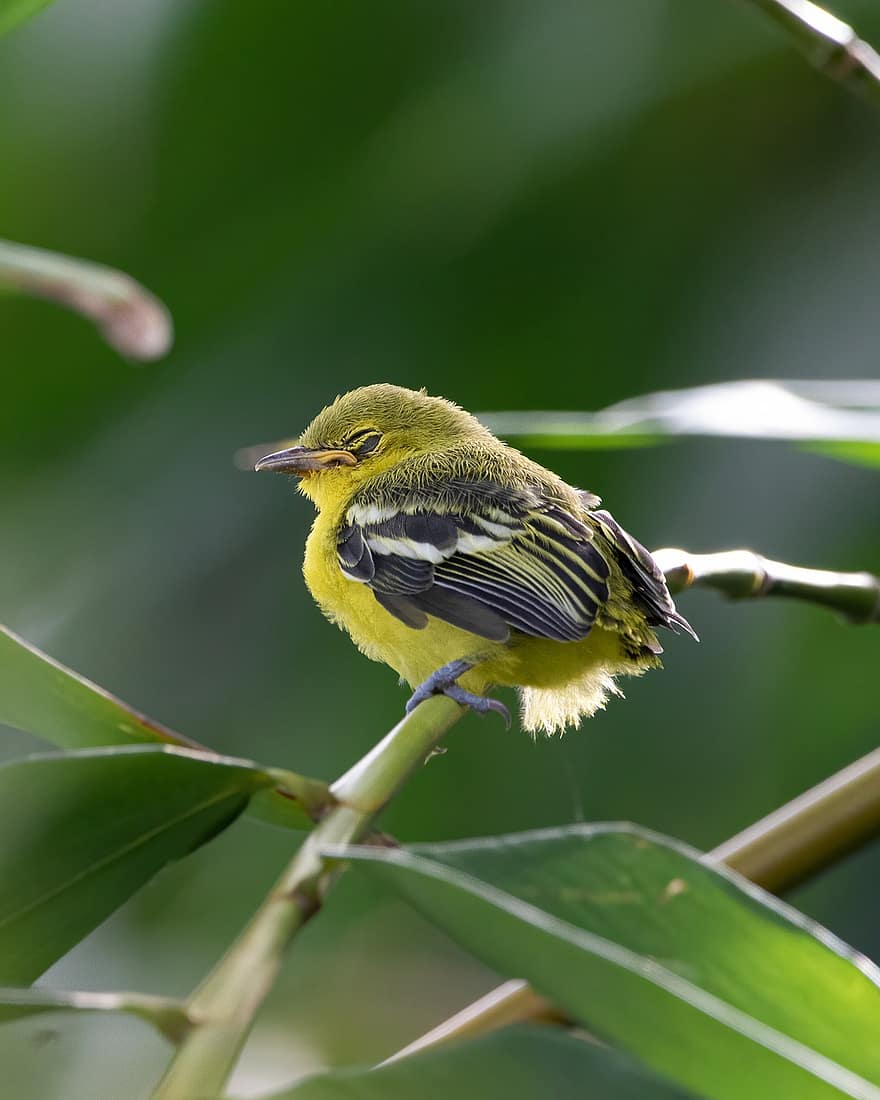 pássaro, toutinegra amarela-rumped, ornitologia