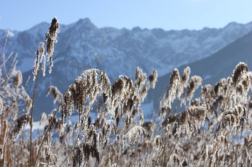 hegyek, tó, fű, növények, téli, télies, hideg, Tirol, Walchsee, Ausztria