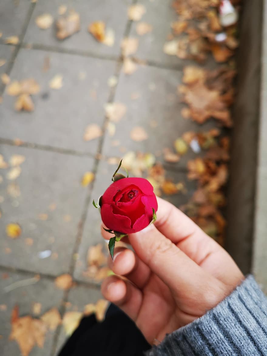 Róża, pączek, dłoń, kwiat, czerwona róża, czerwony kwiat, na dworze