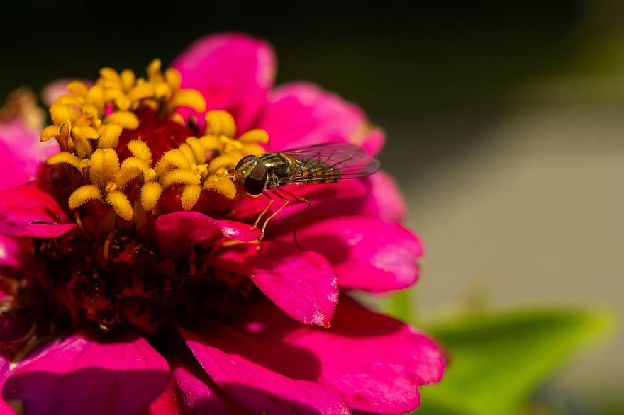 osa, abella, pol·linitzar, polinització, flor