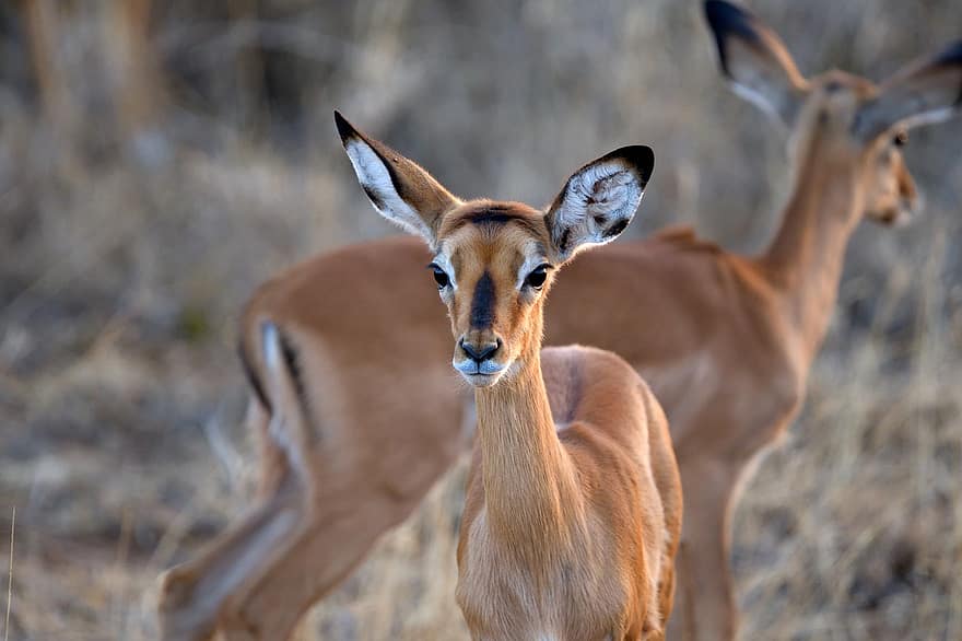 Impala, dier, dieren in het wild, natuur, aepyceros melampus, zoogdier, Lewa, Kenia, Afrika, safari dieren, Safaripark
