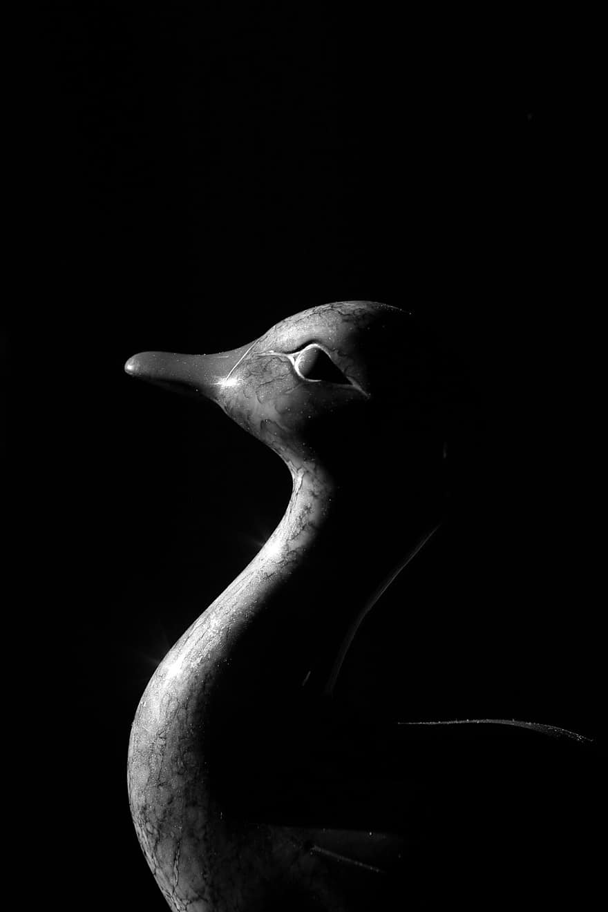 Pato, pato de madera, pico, animales en la naturaleza, pluma, de cerca, un animal, en blanco y negro, Gaviota, fondo negro, cabeza de animal