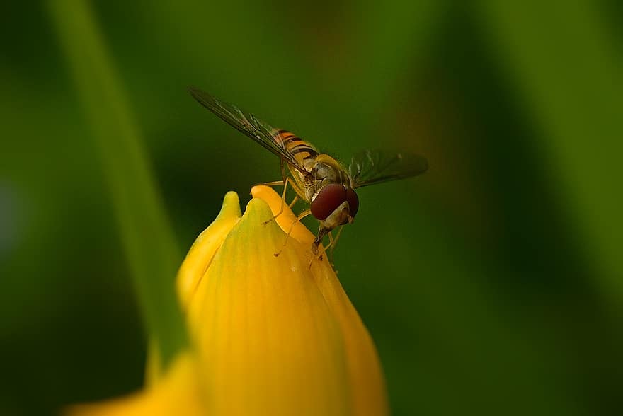 insecto, mosca flotante, flor, floración, naturaleza, verano, volar, de cerca, ala, polinización, jardín