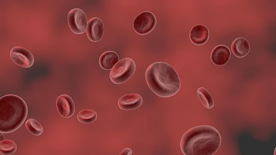 赤血球、血液、人間、マイクロ、科学、赤、生物学、感染、細菌、医療の、微生物学