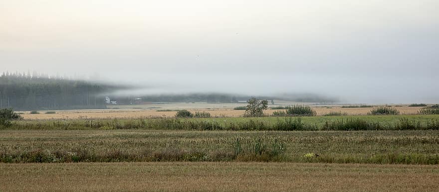 campo, niebla, Mañana, paisaje rural