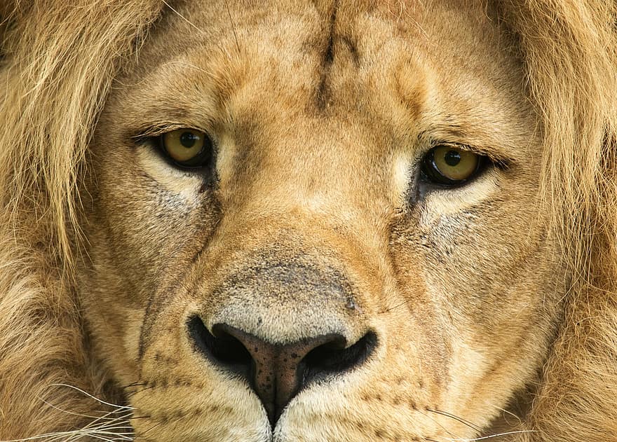 ライオン、黄褐色、見て、捕食者、アフリカ、たてがみ、サファリ、動物園、野生、男性、肉食動物