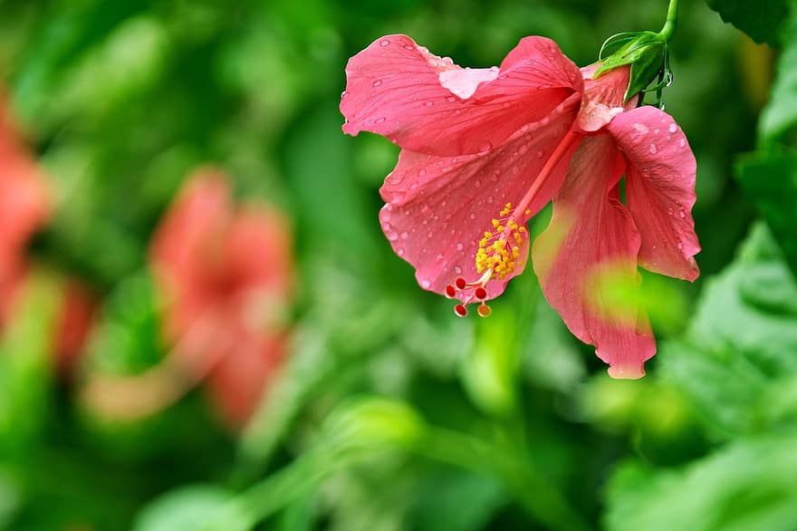 roșu hibiscus, floare rosie, hibiscus, floare, grădină, floră, plantă, a închide, frunze, vară, prospeţime
