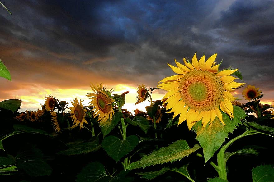 zonnebloemen, bloemen, veld-, zonnebloem veld, gele bloemen, bloeien, bloesem, bloemblaadjes, gele bloemblaadjes, hemel, landbouw