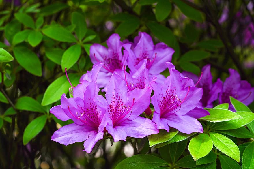 las flores, Flores rosadas, jardín, primavera, Flores de primavera, República de Corea, naturaleza, hoja, planta, de cerca, verano