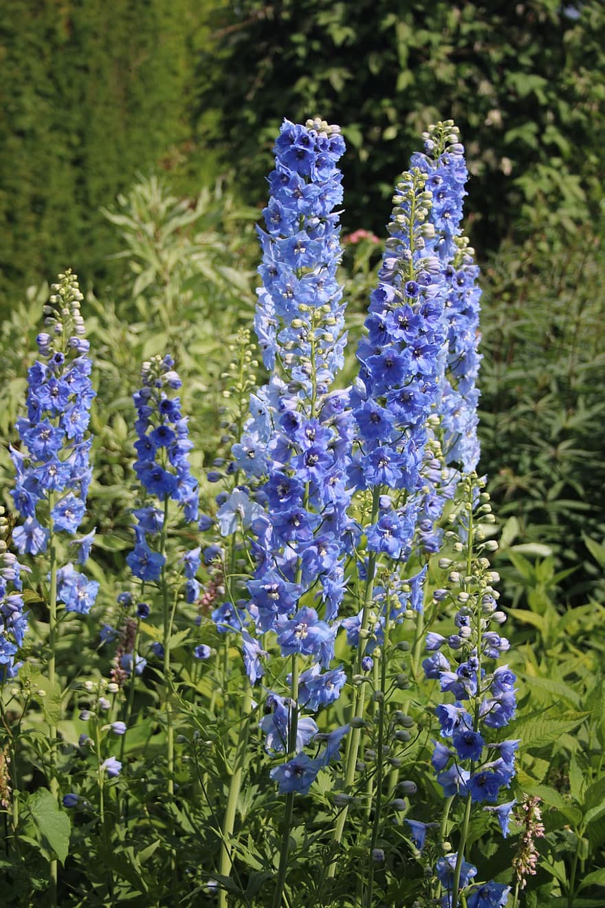 Larkspur, flori, plante, Delphinium, flori albastre, petale, muguri, a inflori, frunze, grădină, natură
