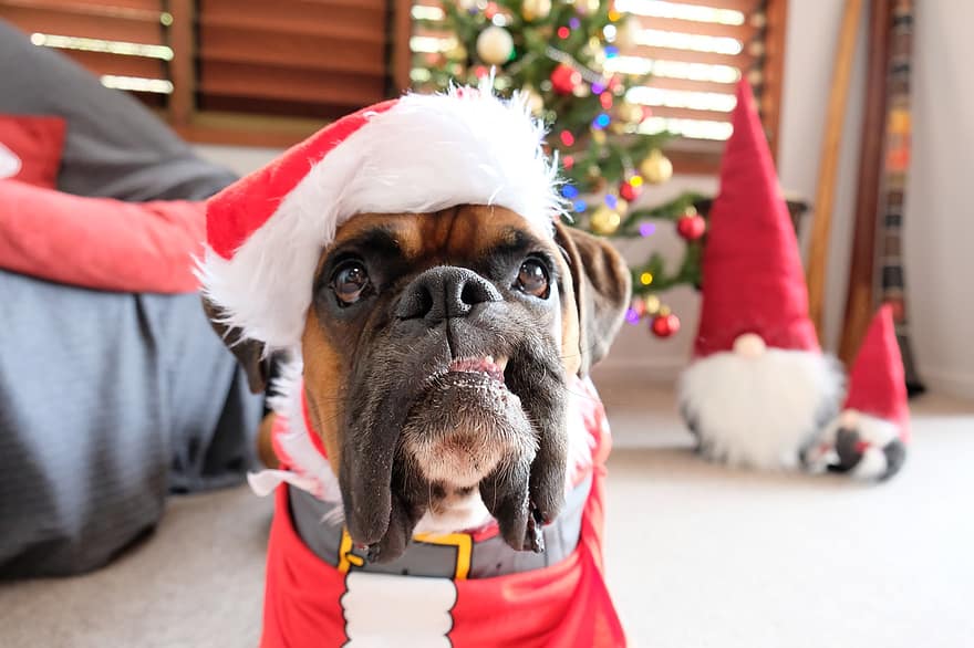 कुत्ता, बॉक्सर, चेहरा, पोशाक, क्रिसमस, अभिवादन, प्यारा, मजेदार, आकर्षक, परिवार, जानवर