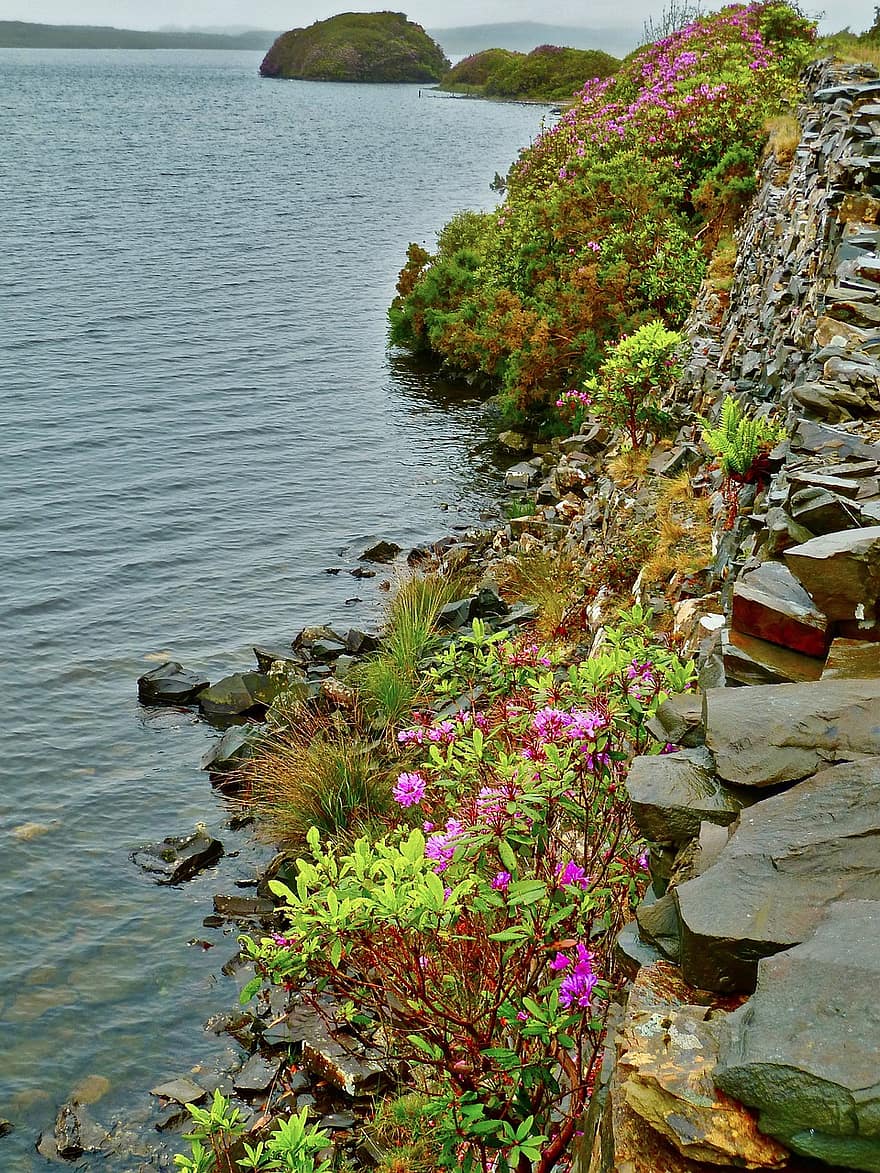 Flowers, Rocks, Wall, Water, Shore, Coast, summer, flower, green color, plant, landscape