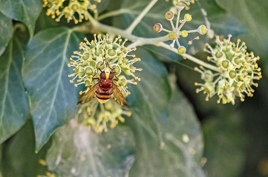 Hornet jäljittelee hoverflya, hyönteinen, kukat, luonto, lähikuva, mehiläinen, kasvi, makro, eläin, keltainen, kukka