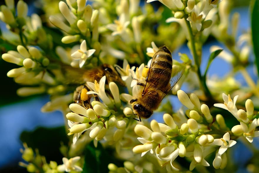 bijen, insecten, bestuiven, bestuiving, bloemen, gevleugelde insecten, coulissen, natuur, hymenoptera, entomologie