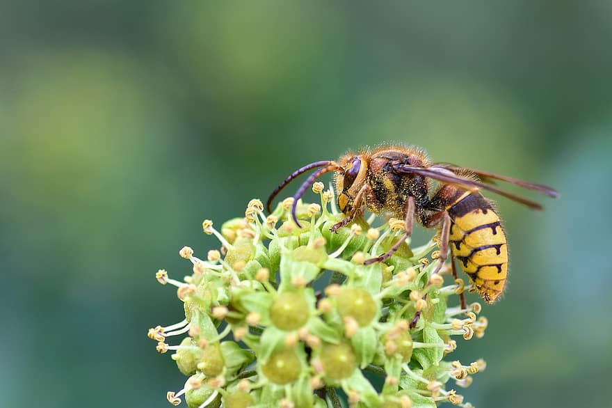 yaban arısı, böcek, yem, kanatlı, tozlaşmak, tozlaşma, çiçek, bitki örtüsü, fauna, makro, kapatmak