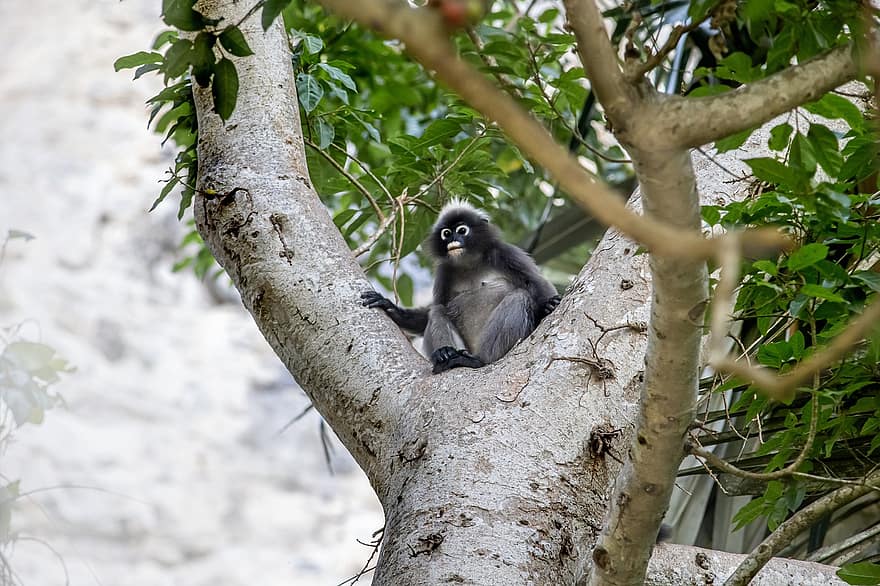 trachypithecus obscurus, mono de hoja oscura, mono, macaco, rama, animal, mamífero, fauna silvestre, primate, naturaleza, bosque tropical