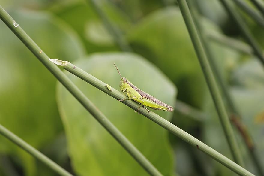 скакалец, индийски скакалец, голям американски скакалец, насекомо, зелен, членестоноги, трева, биологичното разнообразие, крикет, насекоми, природа