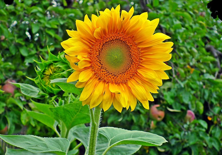 Flowers, Sunflowers, Garden, Nature, Yellow, Decorative, Blooming