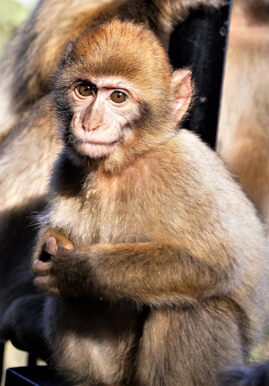 barbary macaque, apa, baby apa, ungt djur, djur-, däggdjur, primat, vilda djur och växter, natur