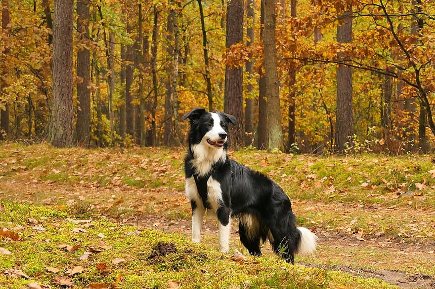 anjing, musim gugur, hutan