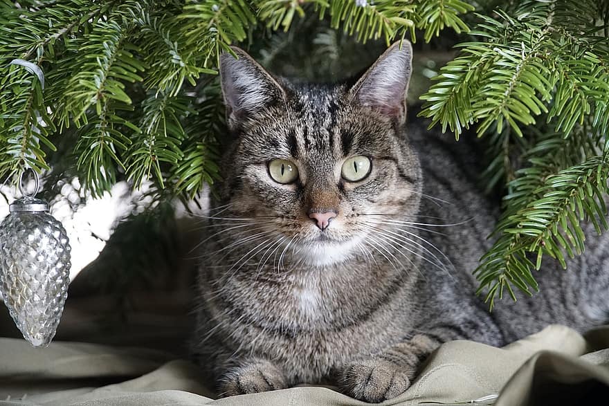 क्रिसमस ट्री Cat, क्रिसमस, पेड़, बिल्ली, सजावट, पालतू पशु, जानवर, चित्र, सस्तन प्राणी, सिर