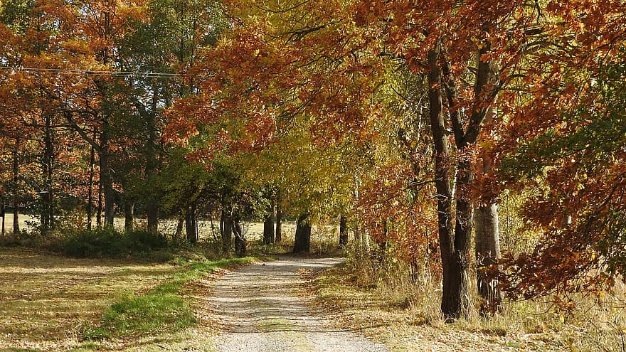 koki, raksturs, rudenī, sezonā, kritums, ceļš, veidā, lauku