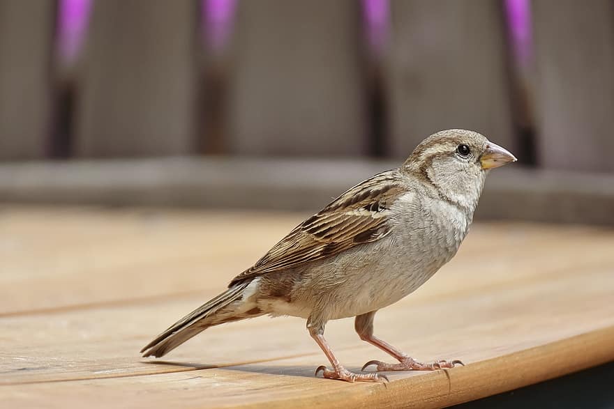 Sparrow, Bird, Sperling, Nature, Animal, Songbird, Garden, Birdie, Plumage, Feather, Cheeky