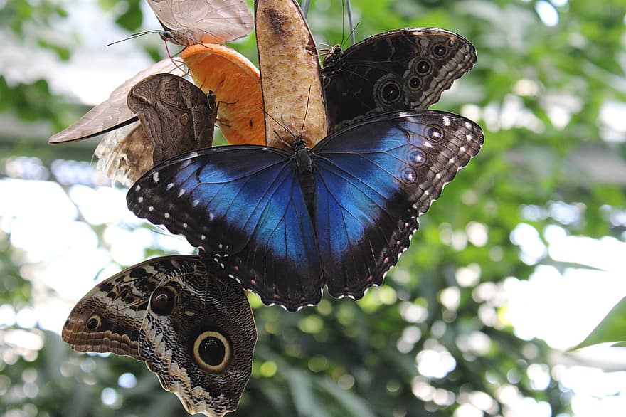 farfalle, insetti, insetti alati, ali di farfalla, fauna, natura