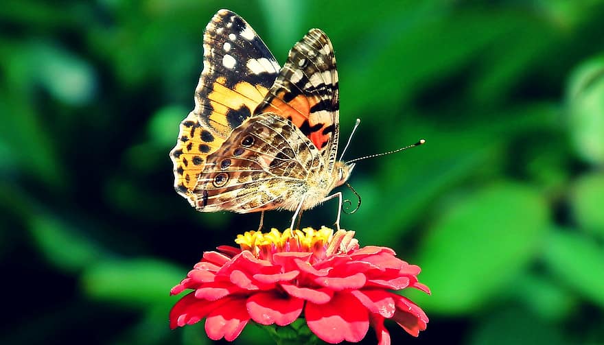 fjäril, blomma, pollinera, pollinering, insekt, vingad insekt, fjäril vingar, flora, fauna, natur, zinnia