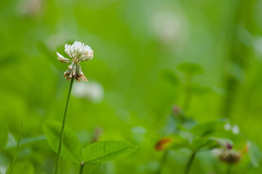 wiesenklee, trifolium pratense, Клее, бяла детелина, Fabaceae, ливада на диви цветя