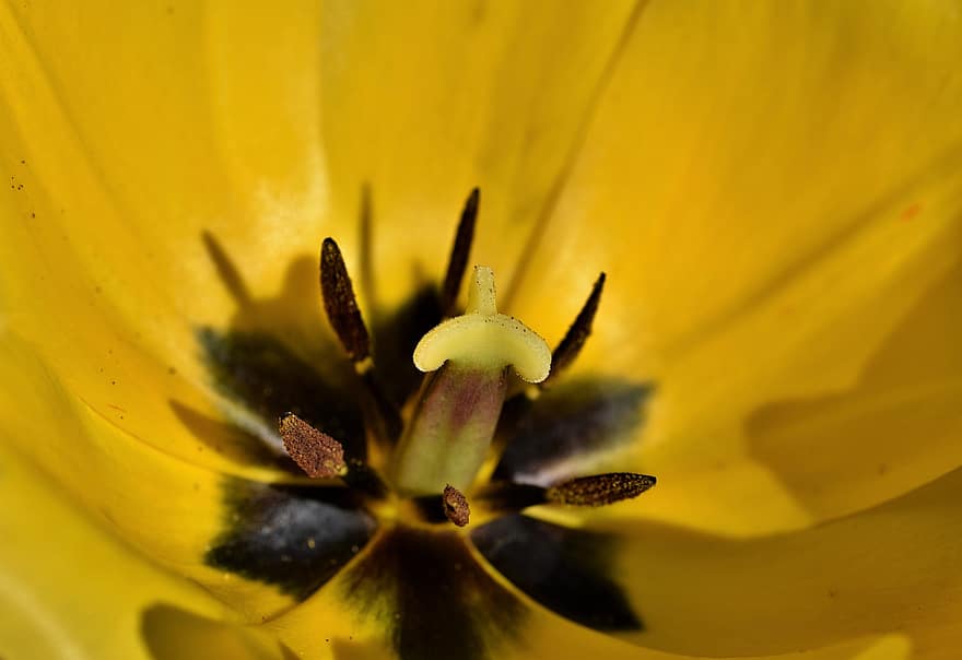 tulipán, květ, rostlina, žlutý Tulipán, okvětní lístky, pestík, flóra, jaro, Příroda, detailní, detail