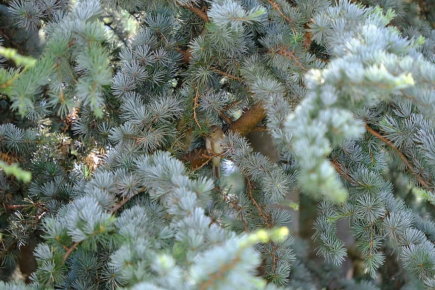 burung, tersembunyi, kecil, willow warbler