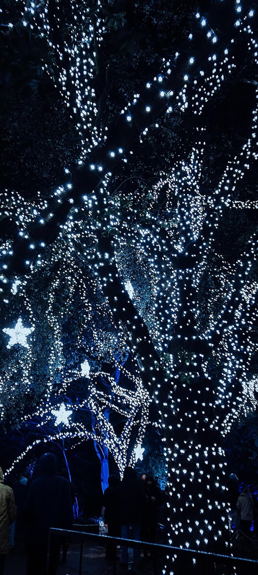 arbre, lumières féériques, illuminé, lumières de Noël, étoiles, étoiles de noël, lueur, embrasé, lumières rougeoyantes, décorations de Noël, nuit