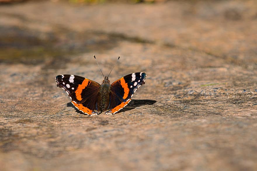 Red Admiral Butterfly, Butterfly, Insect, Wings, Nature, Outdoors, Macro