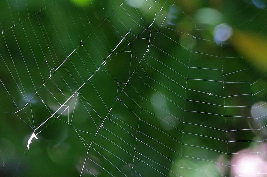 Spiderweb, Cobweb, Radial, Concentric, Orbital, Silk Threads