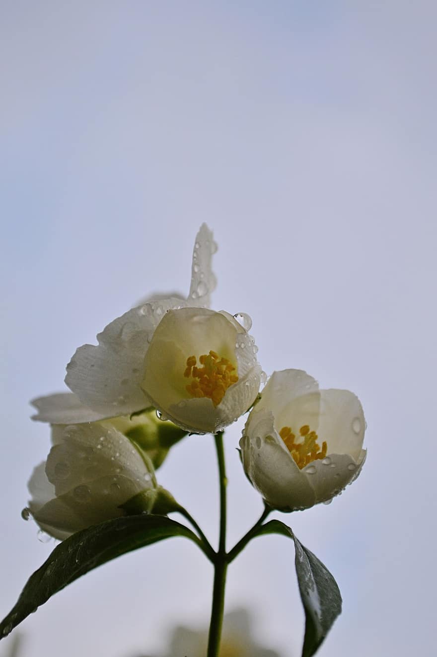 γιασεμιά, λουλούδια, δροσιά, λευκά λουλούδια, πέταλα, λευκά πέταλα, ανθίζω, άνθος, χλωρίδα, φυτό, ανοιξιάτικα λουλούδια