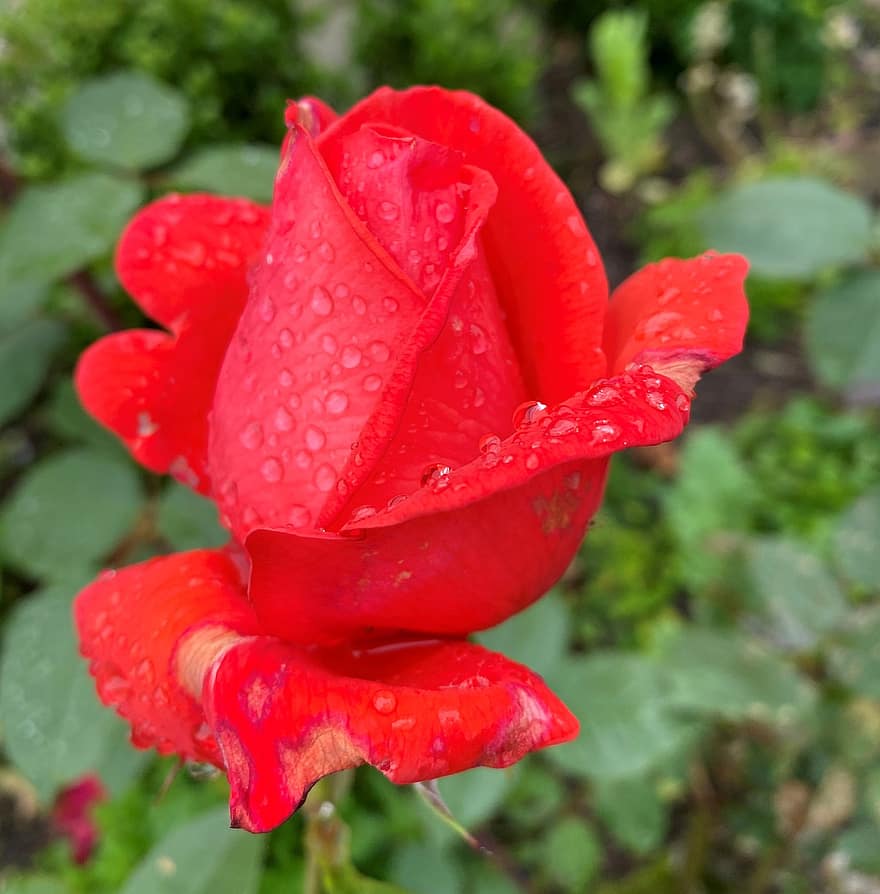 rosa, vermelho, verde, flor, jardim, floral, gota de chuva