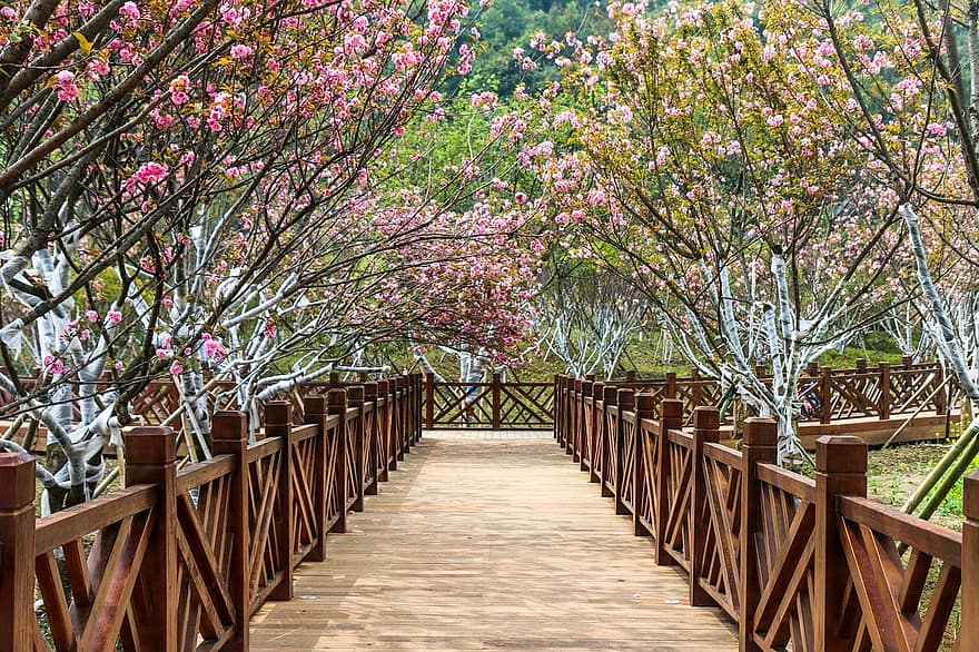 naturaleza, puente, arboles, primavera, temporada, al aire libre, flor de cerezo