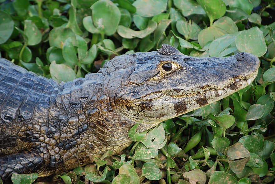 aligators, purvs, Brazīlija, rāpuļu, krokodils, dzīvniekiem savvaļā, tuvplāns, zaļā krāsa, dzīvnieku galvu, ūdens, dzīvnieku acs