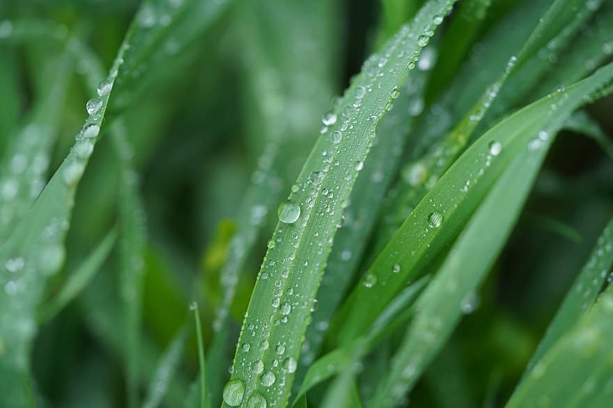 трева, листа, роса, мокър, капки роса, шума, зелен, растение, природа, дъждовни капки, водни капчици