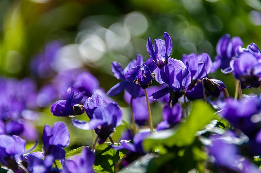 violetti, kukat, kasvi, violetit kukat, terälehdet, kukinta, kukkii, kasvisto, kevät, luonto
