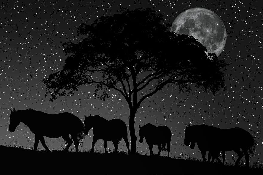 nat, mørke, nattehimmel, stjerne, måne, stjerneklar, silhuet, dyr, fuldmåne