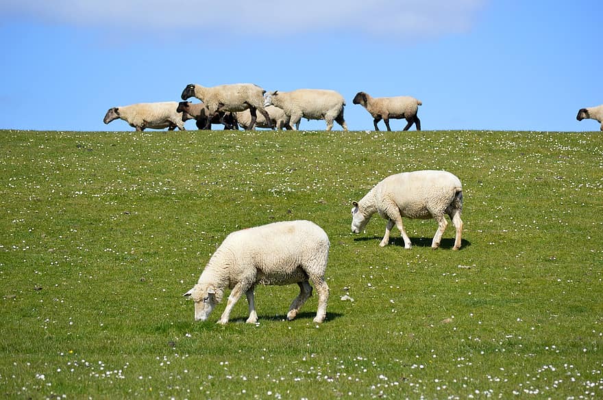 aitas, jēra gaļa, raksturs, dambis, pļava, ziemeļu Vācija, aitu ganāmpulks, rindā, zaļa, balts, zāli