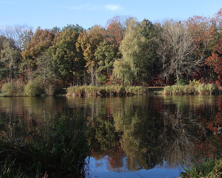 lago, bosque, otoño, naturaleza, arboles, agua, reflexión, árboles de hoja caduca, árbol, hoja, amarillo