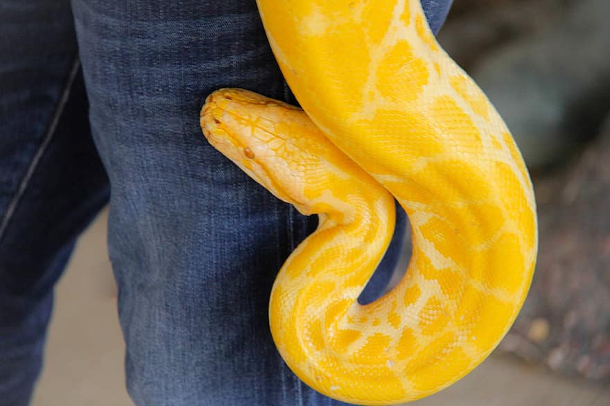 Reptile, Snake, Species, Fauna, Python, close-up, yellow, animals in the wild, poisonous, danger, viper