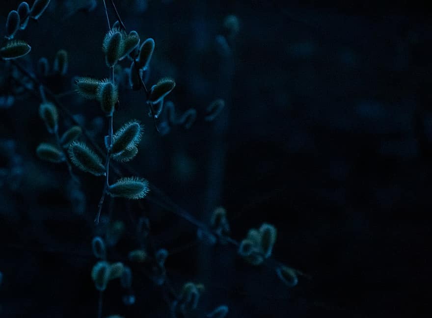 Bos, de lente, avond, detailopname, fabriek, blauw, onderwater-, achtergronden, macro, blad, abstract