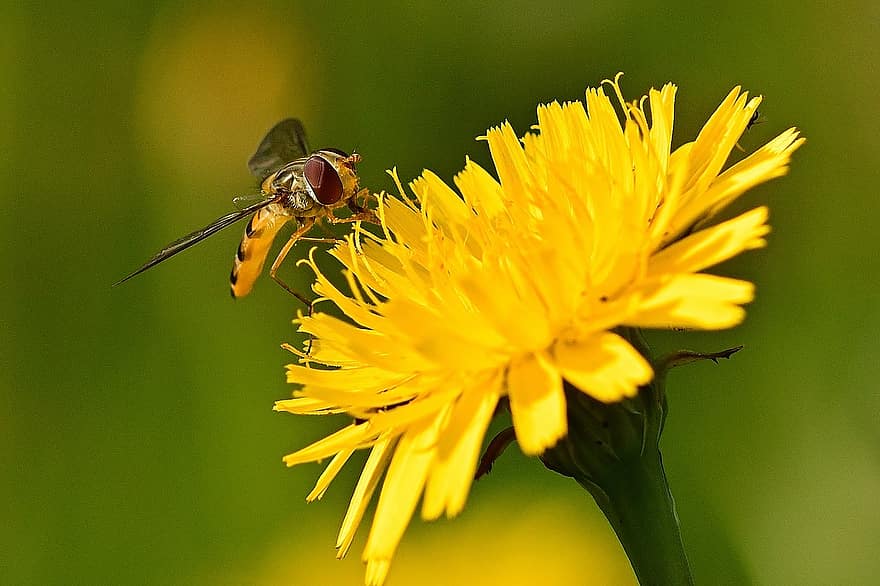 blomma, hoverfly, insekt, natur, närbild, växt, pollinering, sommar, pollen, vinge, flyga