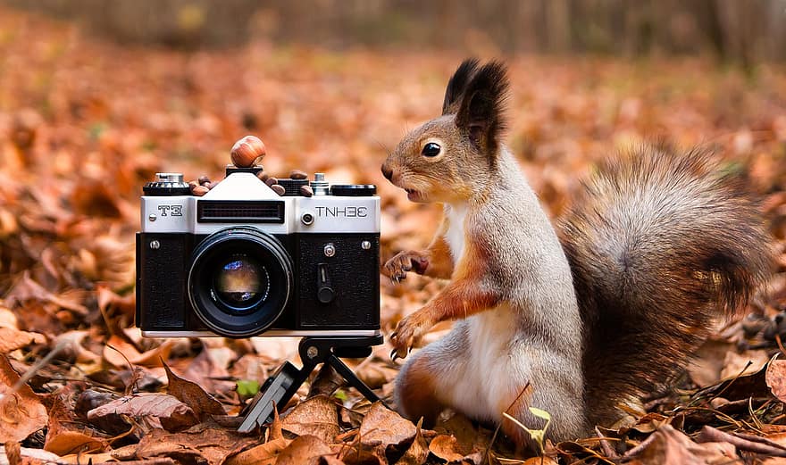 scoiattolo, telecamera, foresta, autunno, attrezzatura grafica, carina, avvicinamento, Grapher, analizzare, cercare, guardare, lente, strumento ottico