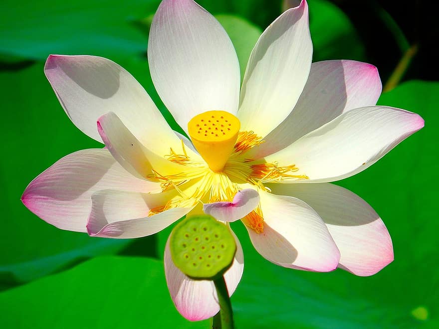 lotus, blomst, lyserød blomst, Lotus blomst, flor, blomstre, kronblade, pink kronblade, flora, vandplante, natur