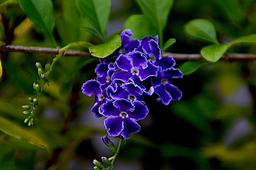 цветя, сини цветя, градина, листенца, сини венчелистчета, цвят, разцвет, флора, растение, природа